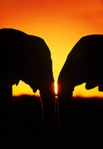 elephants face to face sunset silhouette 1